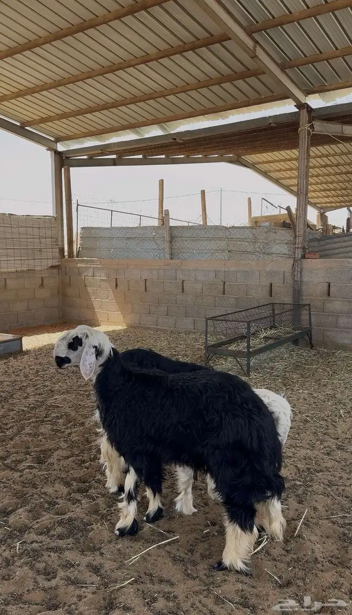خرفان نجد 2