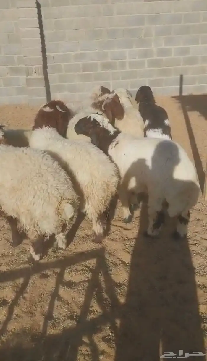 نعيم طليان 1