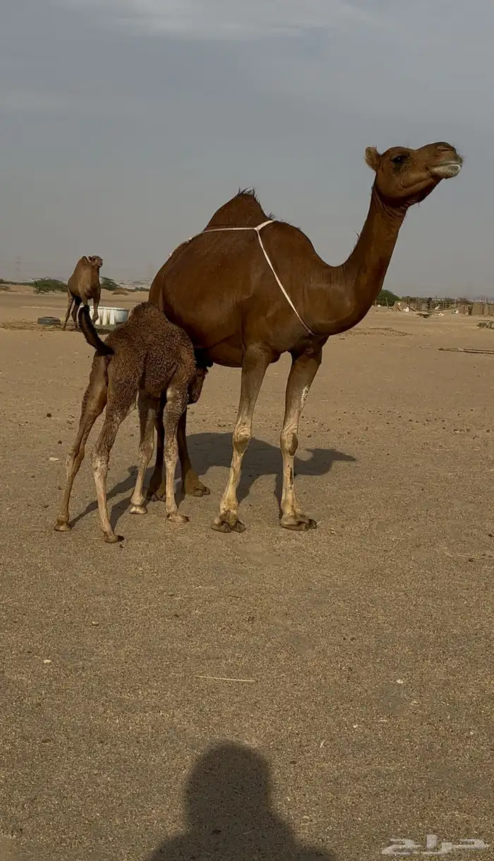 خلفه رباع مصغر 3
