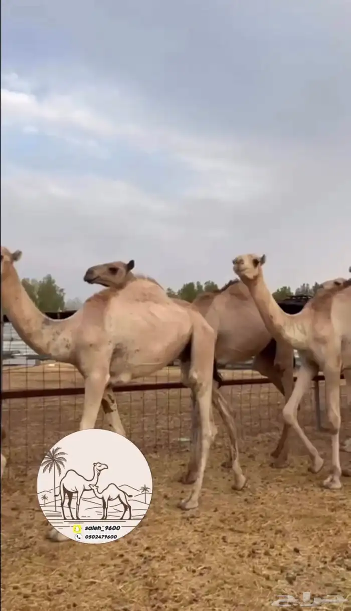 قعدان صومالي جديده 1