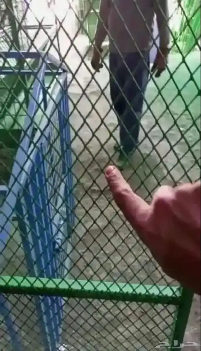 شبك بقلاوة شبك حمام شبك دجاج شبك ارانب شبك طيور شبك دواجن 7