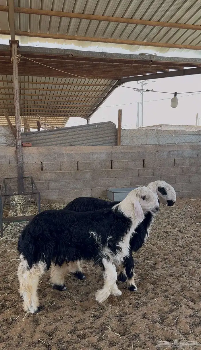 خرفان نجد 0
