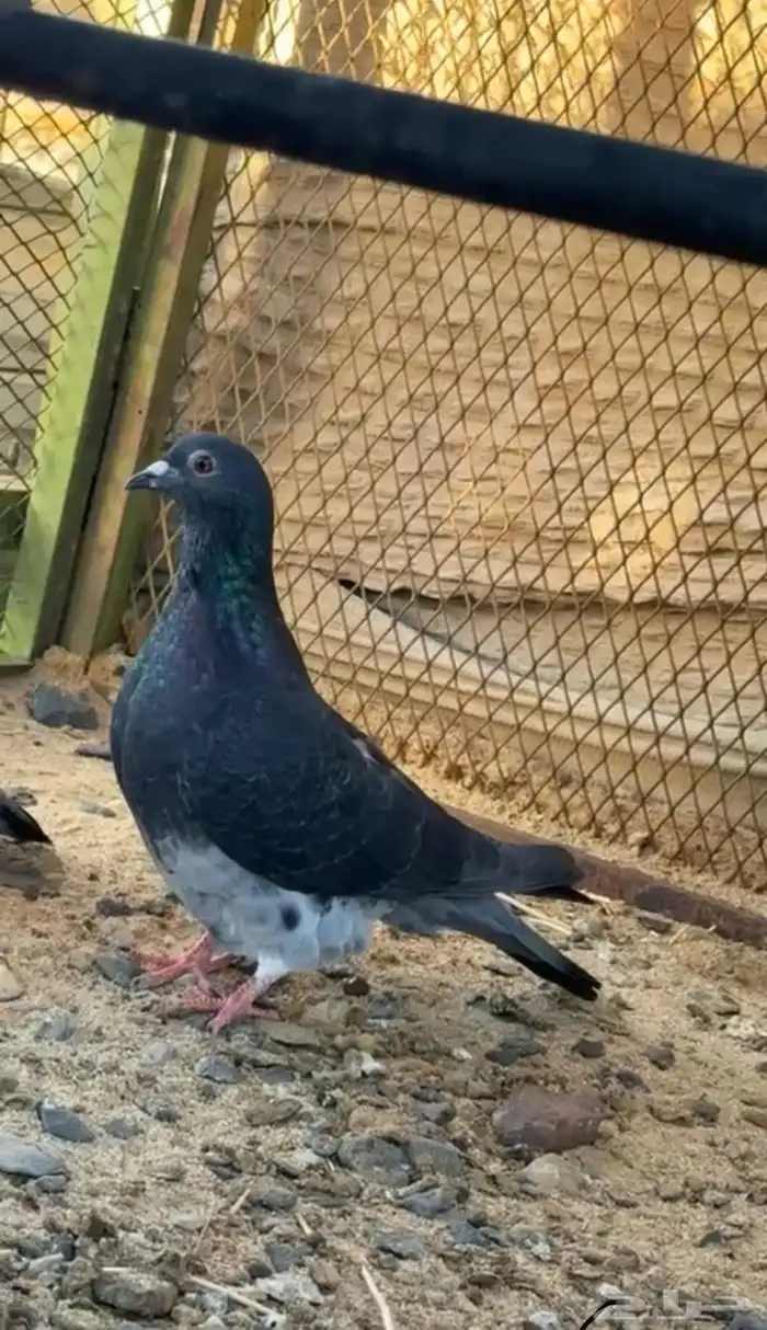 للبيع جوز زاجل سباق 3