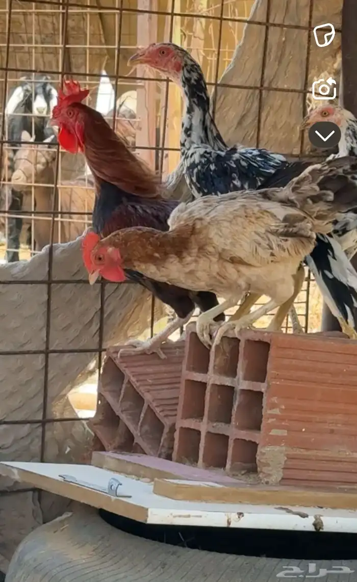 اعرض لكم دجاج 2
