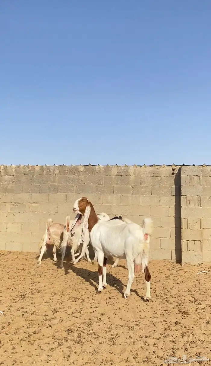 معزا مشاريك جروم فاخره 2