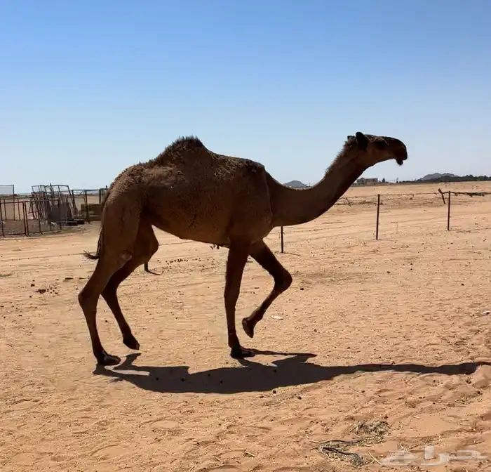 بكره صفرا طيبه 2