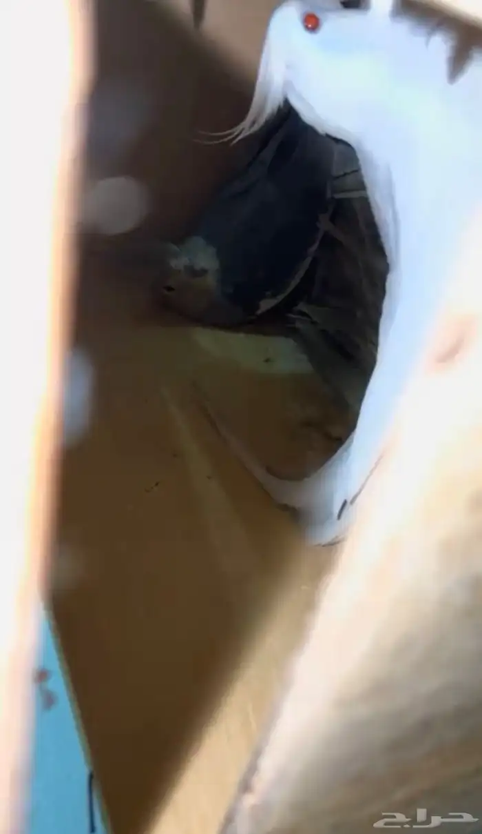 كروان منتجه غير اليفه حق تزاوج 2