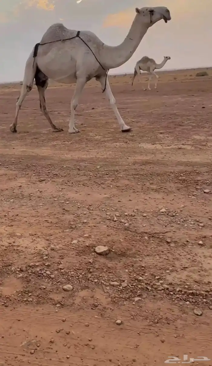 للبيع الوضحاء الضريبه 0