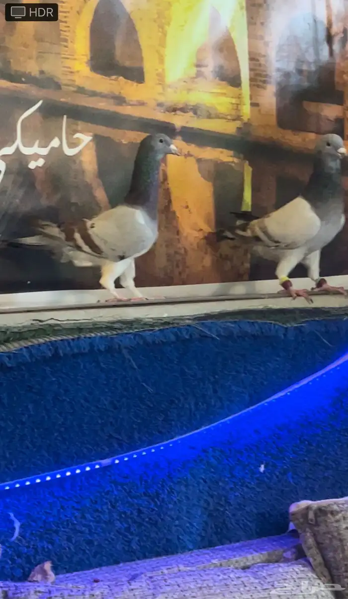 حمام شامي 0