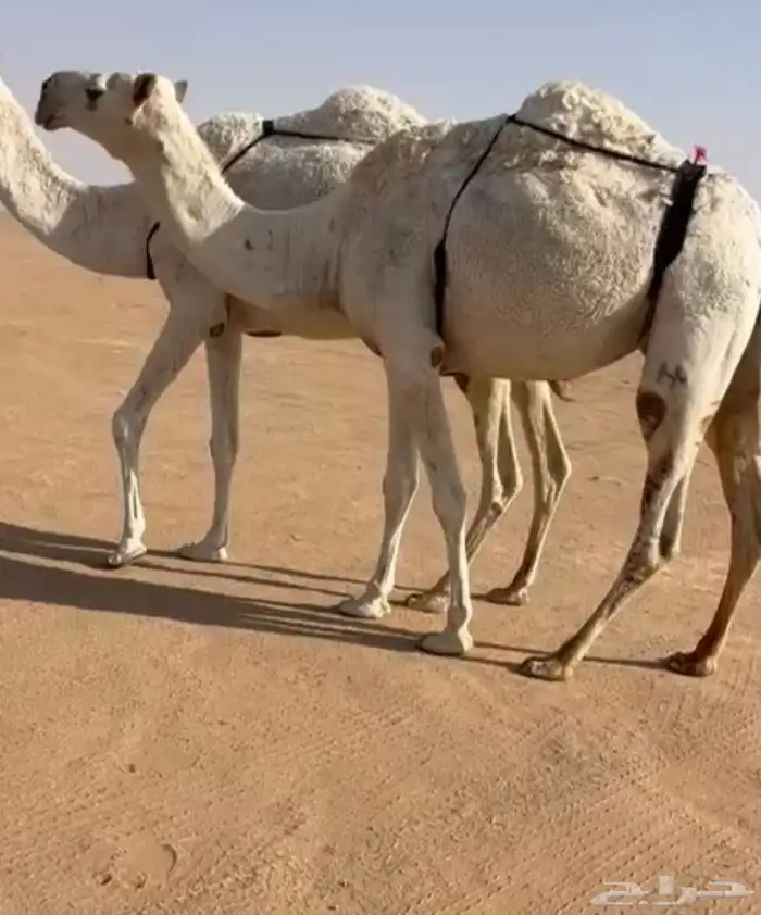خفوت سنها ثنيه 0