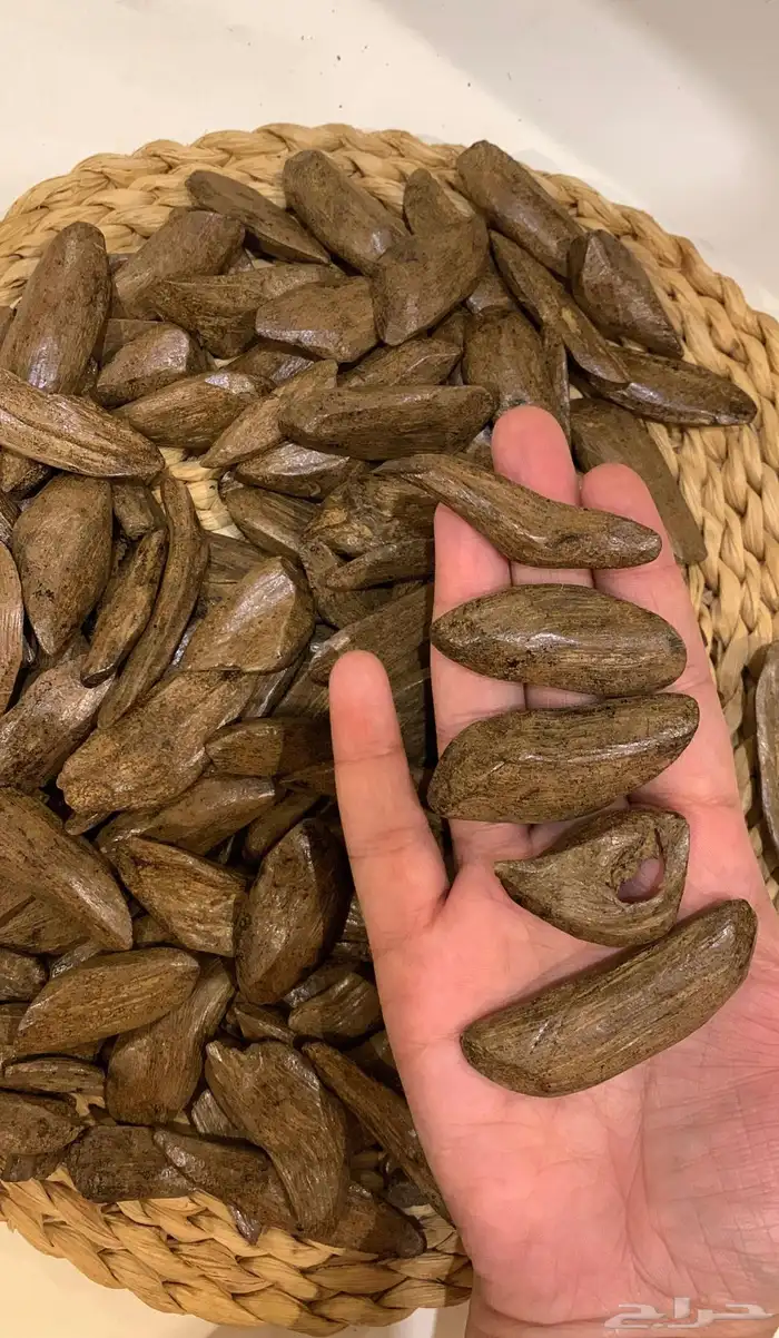 مروكي اصقون 1