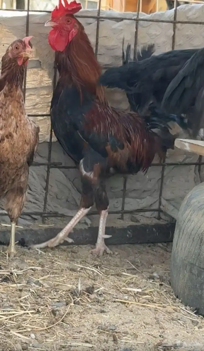 اعرض لكم دجاج 0