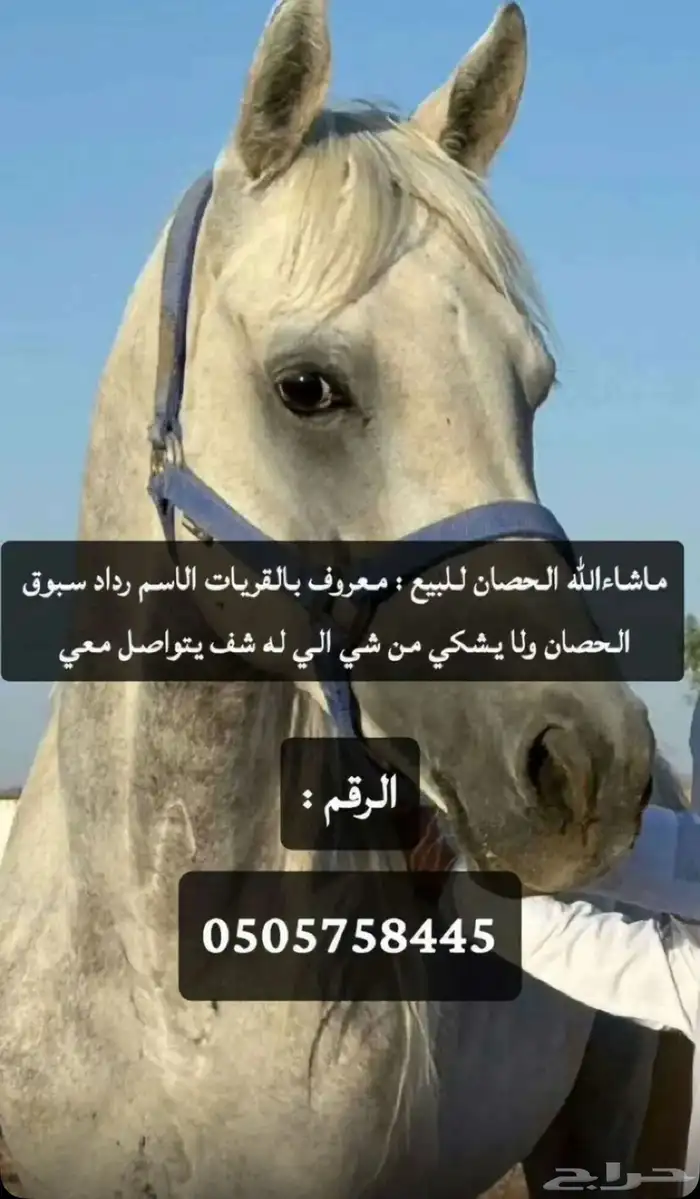 خيل 5