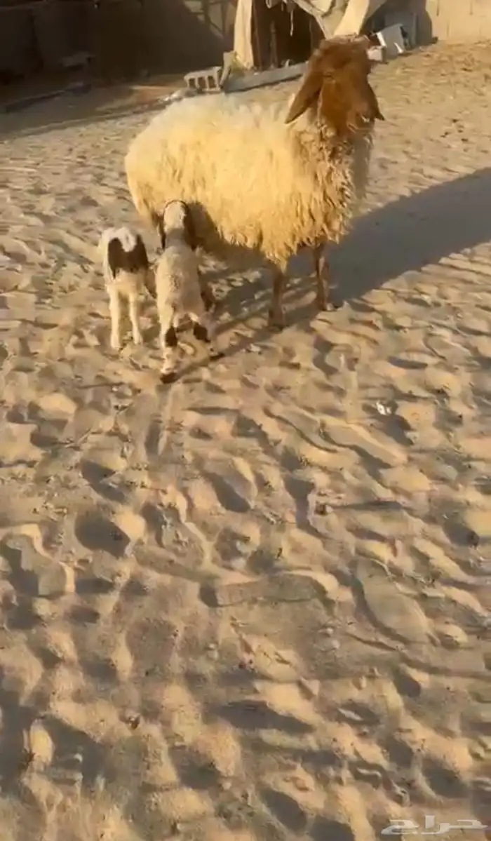 نعجه تحتها رخال ثنتين طيبه 0
