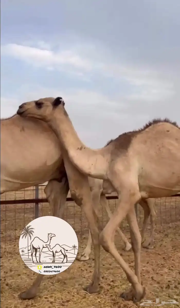 قعدان صومالي جديده 2