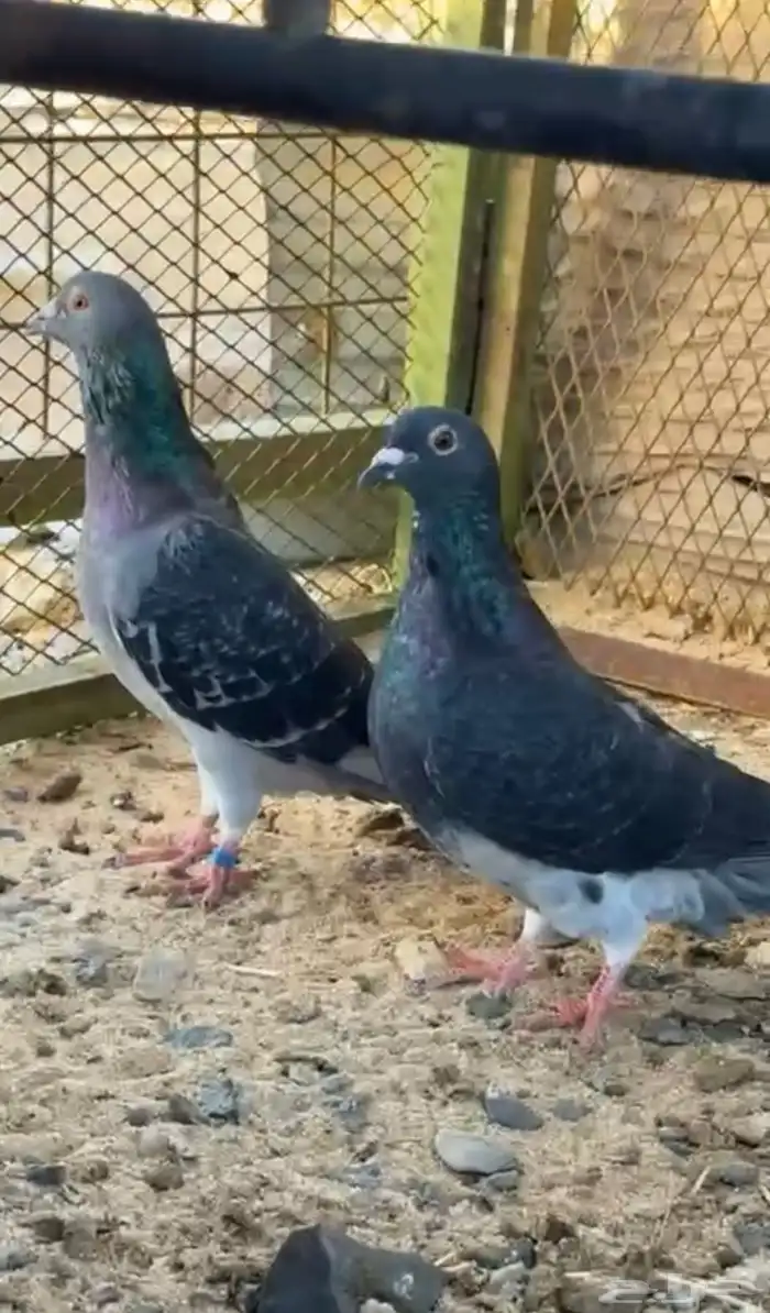 للبيع جوز زاجل سباق 1