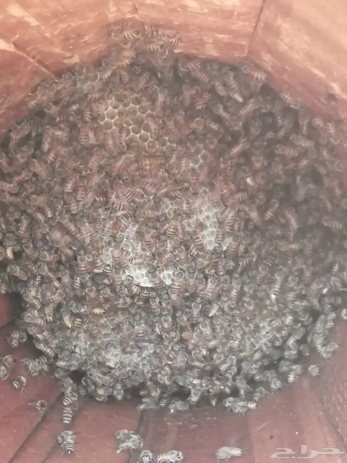 عسل سدر للحجز 0