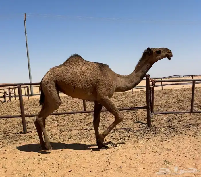 بكره صفرا طيبه 0
