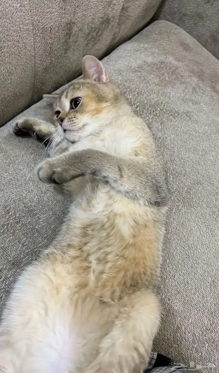 قط سكوتش للتبني 2