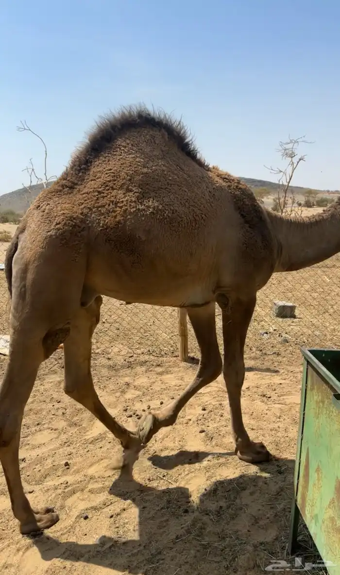 تربة تربة 0