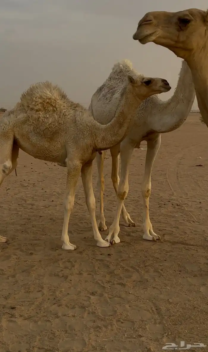 ناقه ومعها بنتها 2 3