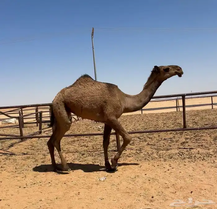 بكره صفرا طيبه 1