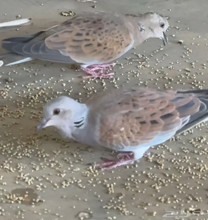 قميري (نزل) 0