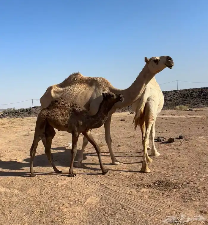 عشرا شقحاء طيبه 2