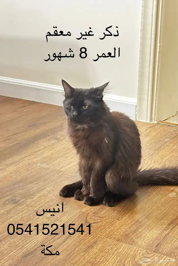 قط تبني - مكة 0