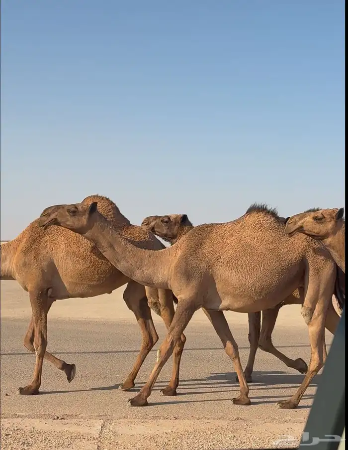 لقحه جذعه ملاقي 1