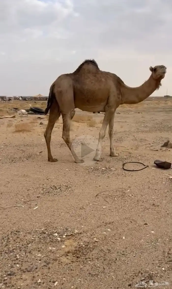 للبيع القحه الساحليه الملاقي منيحه 0