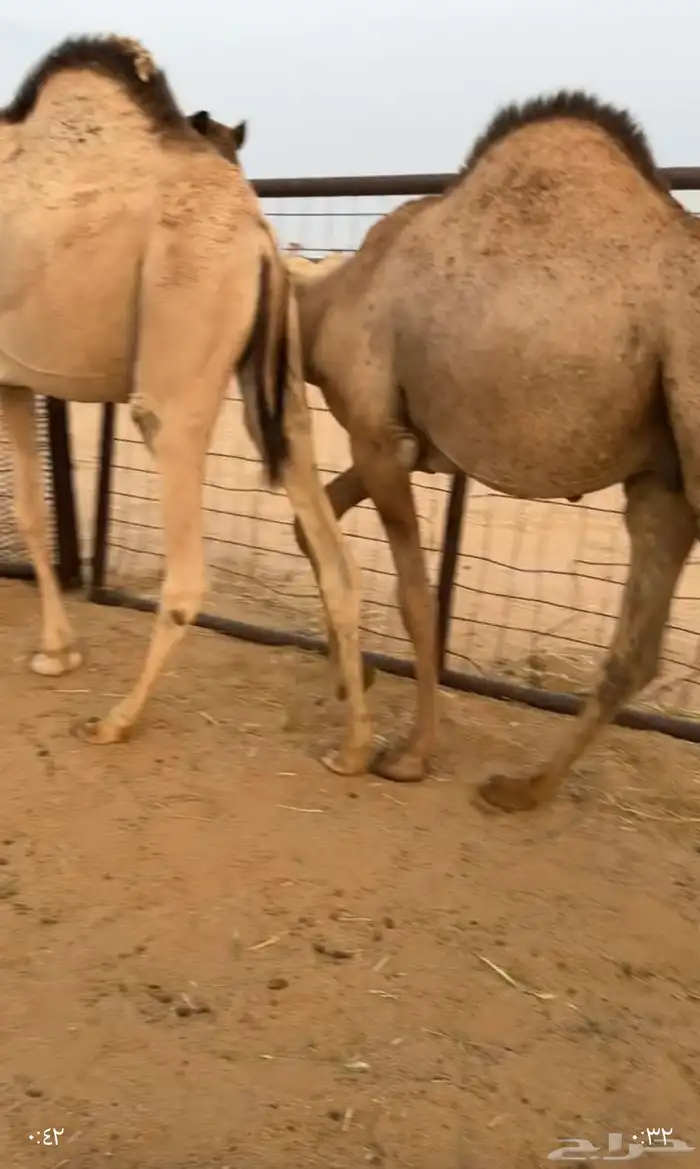 حشو قصب قعدان فاخرة 1