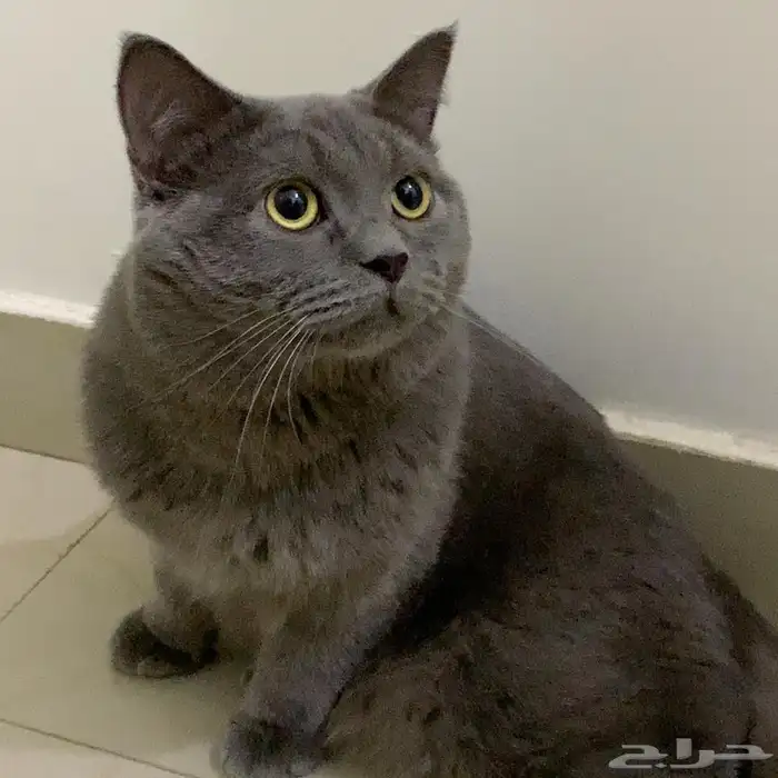 قطوه سكوتش فولد 0