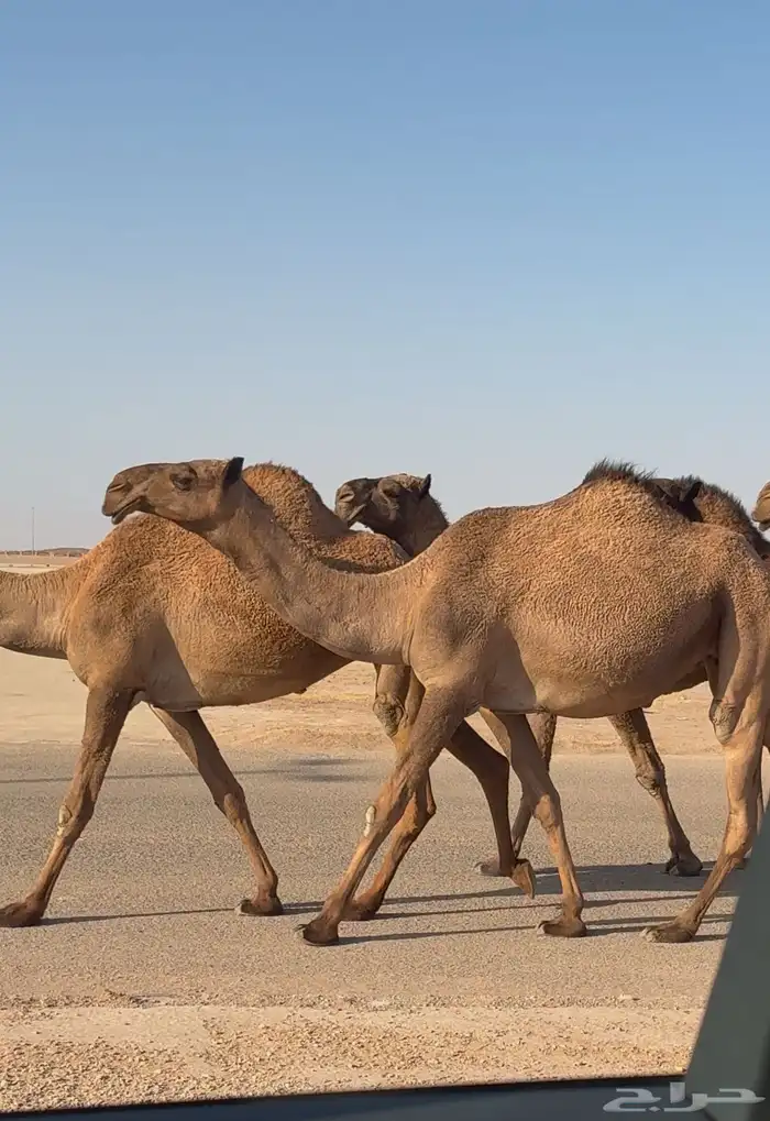 لقحه جذعه ملاقي 0