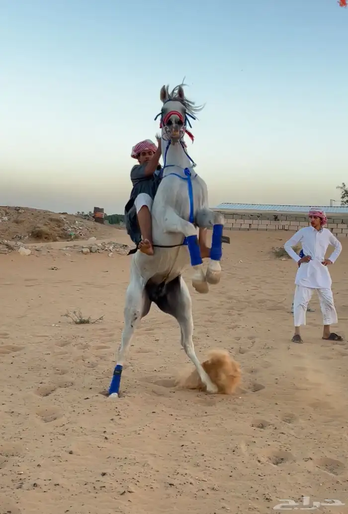 حصان شعبي 5
