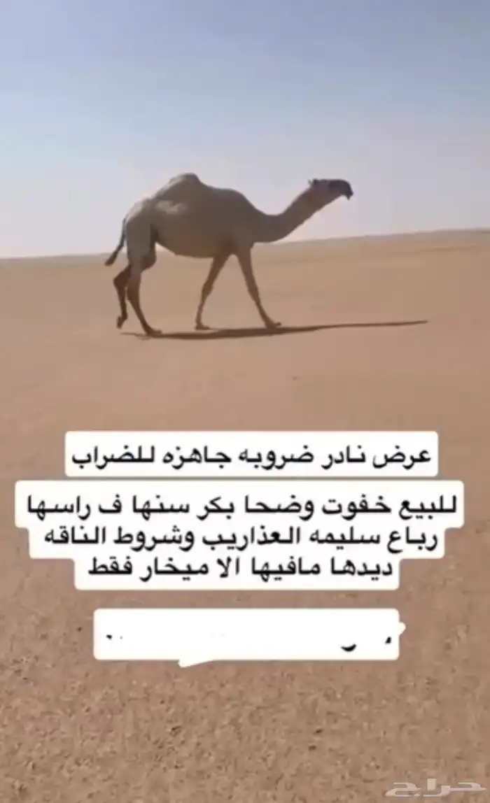 ضروبه للبيع 0