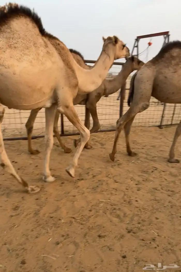حشو قصب قعدان فاخرة 5