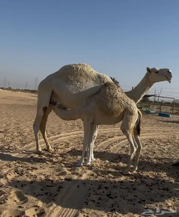 عشرا ضروبه وبنتها 3