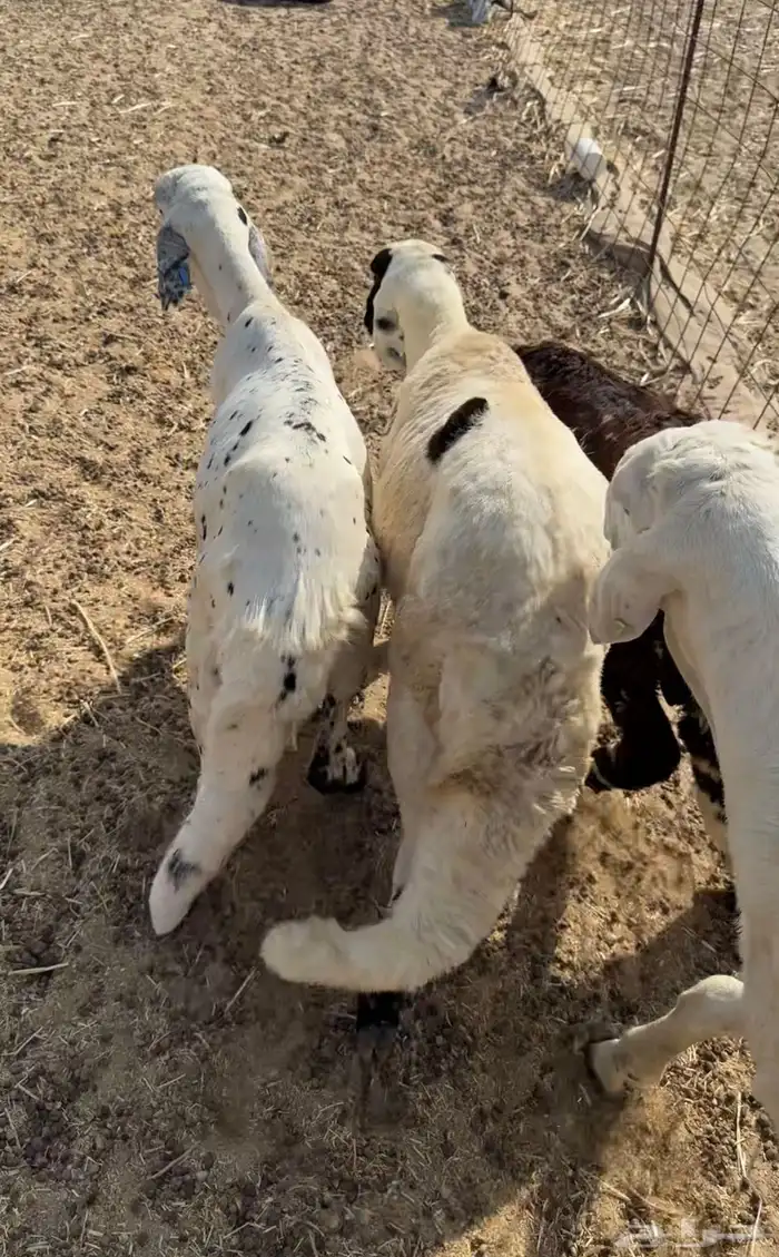 ذبايح سواكني مرابي 0