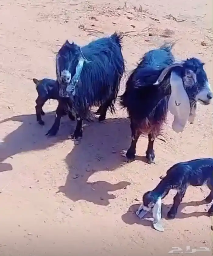 2 معزا مواليد ( تم البيع ) 0