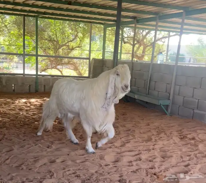 معزا مطوره للبيع 6
