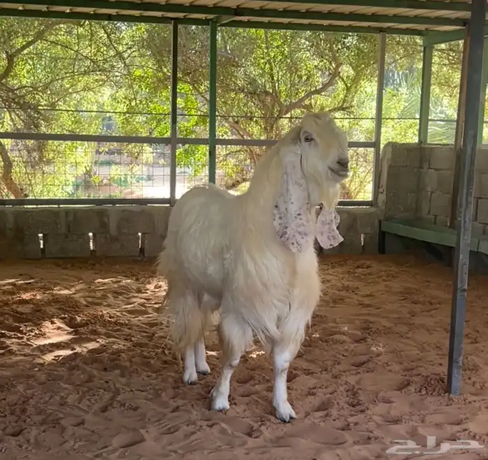 معزا مطوره للبيع 5