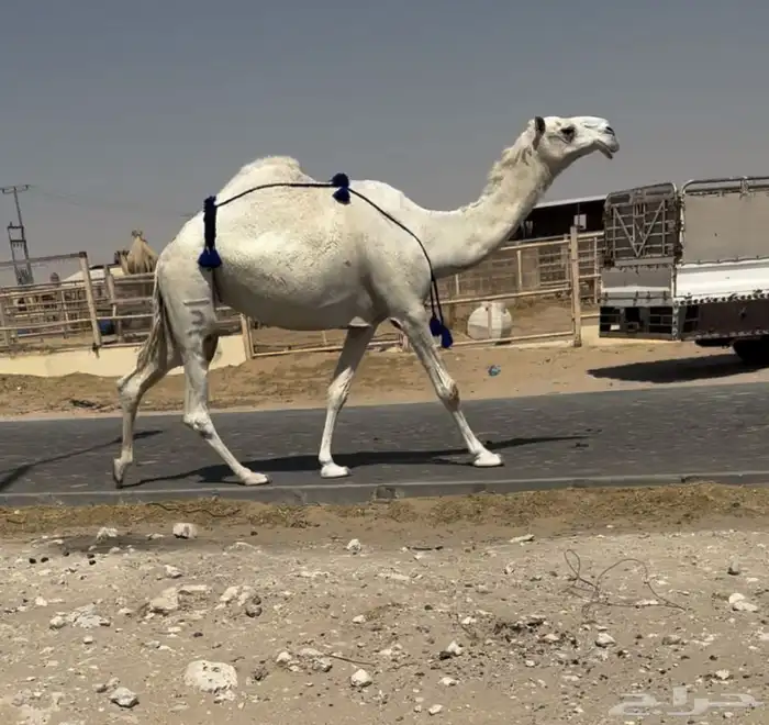 ضروبه 0