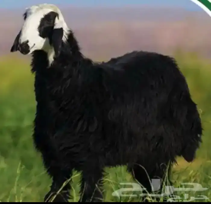 ذبايح الشرقيه 6