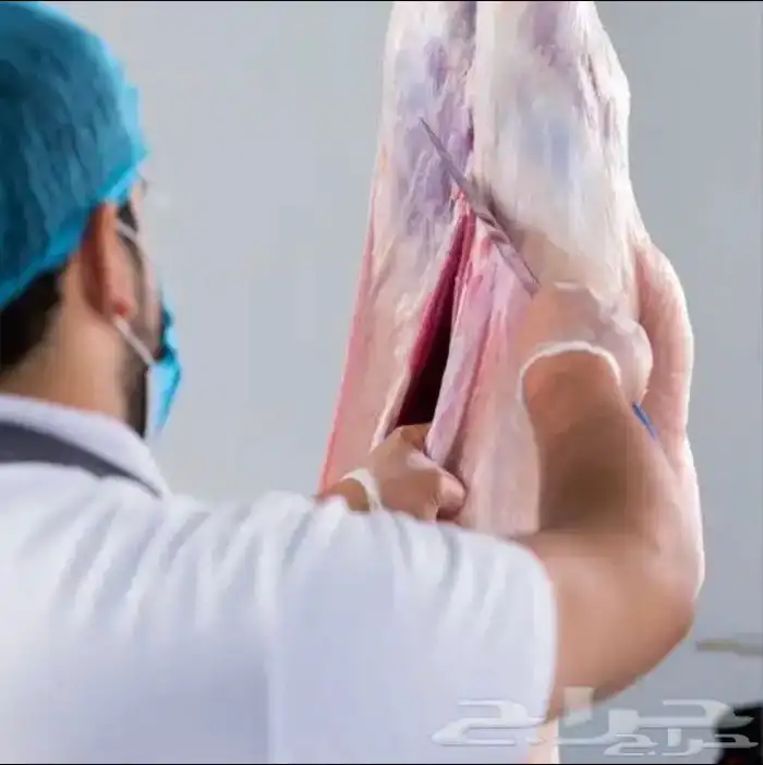 ذبايح الشرقيه 8