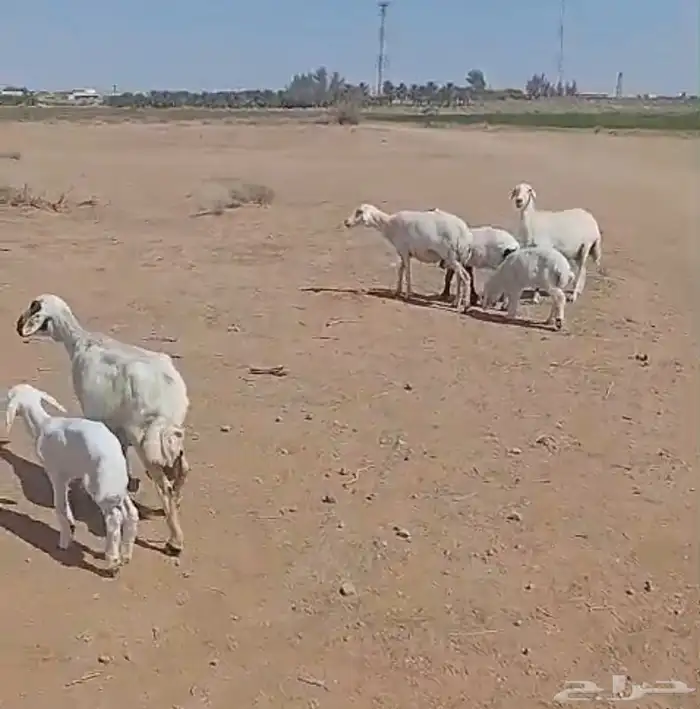 حريات مواليد ( تم البيع ) 0