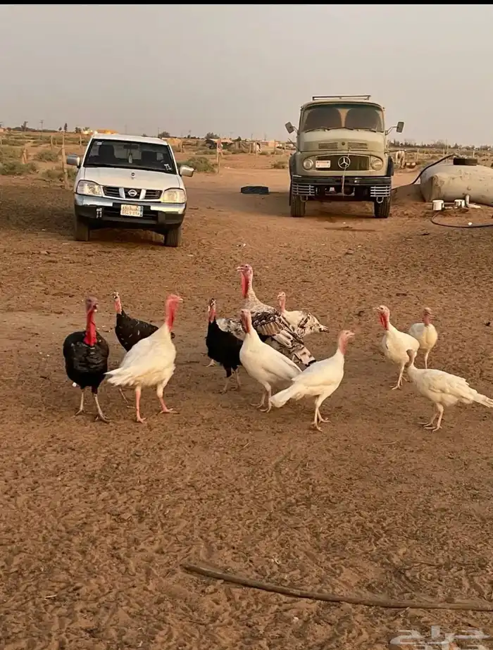 دجاج رومي 0