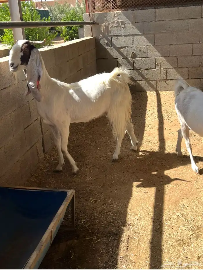 معزا مطوره للبيع 0