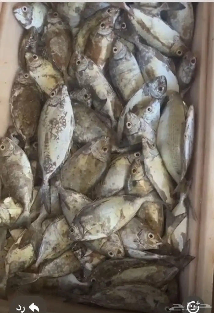 سمك صافي ثلاجه فرش بيع جمله. 0