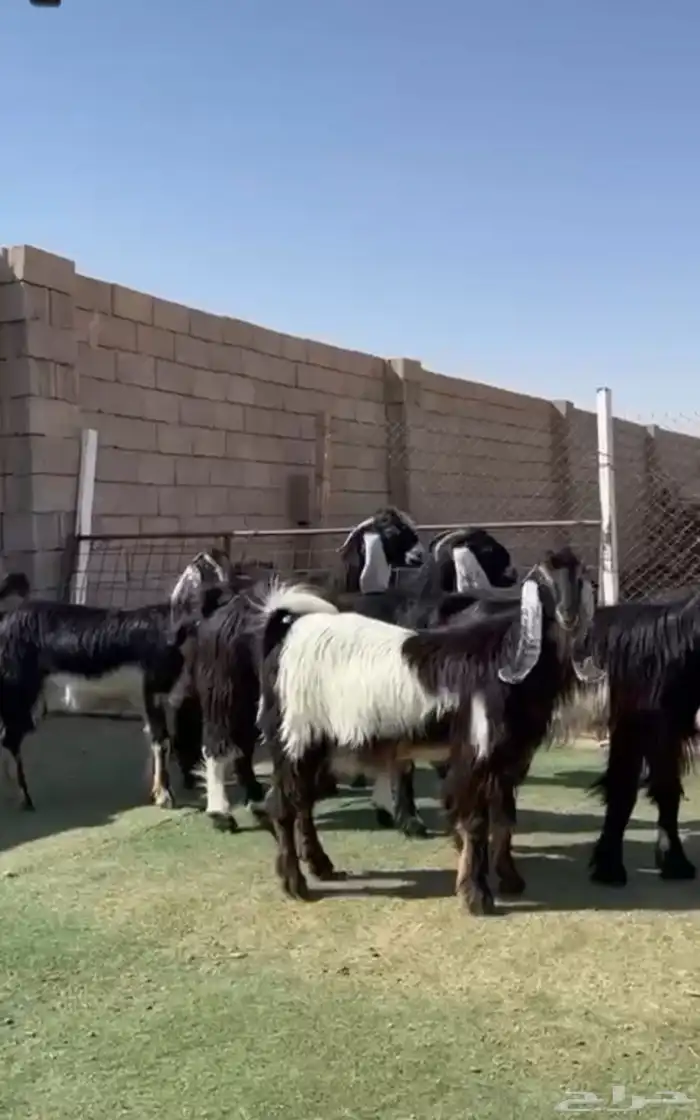 جفار عوارض مقنوي طيبه 0